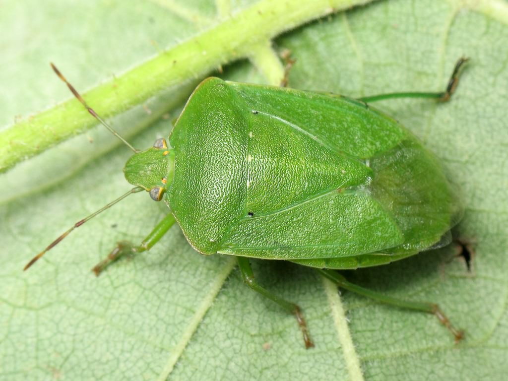 Nezara viridula (Linnaeus, 1758)